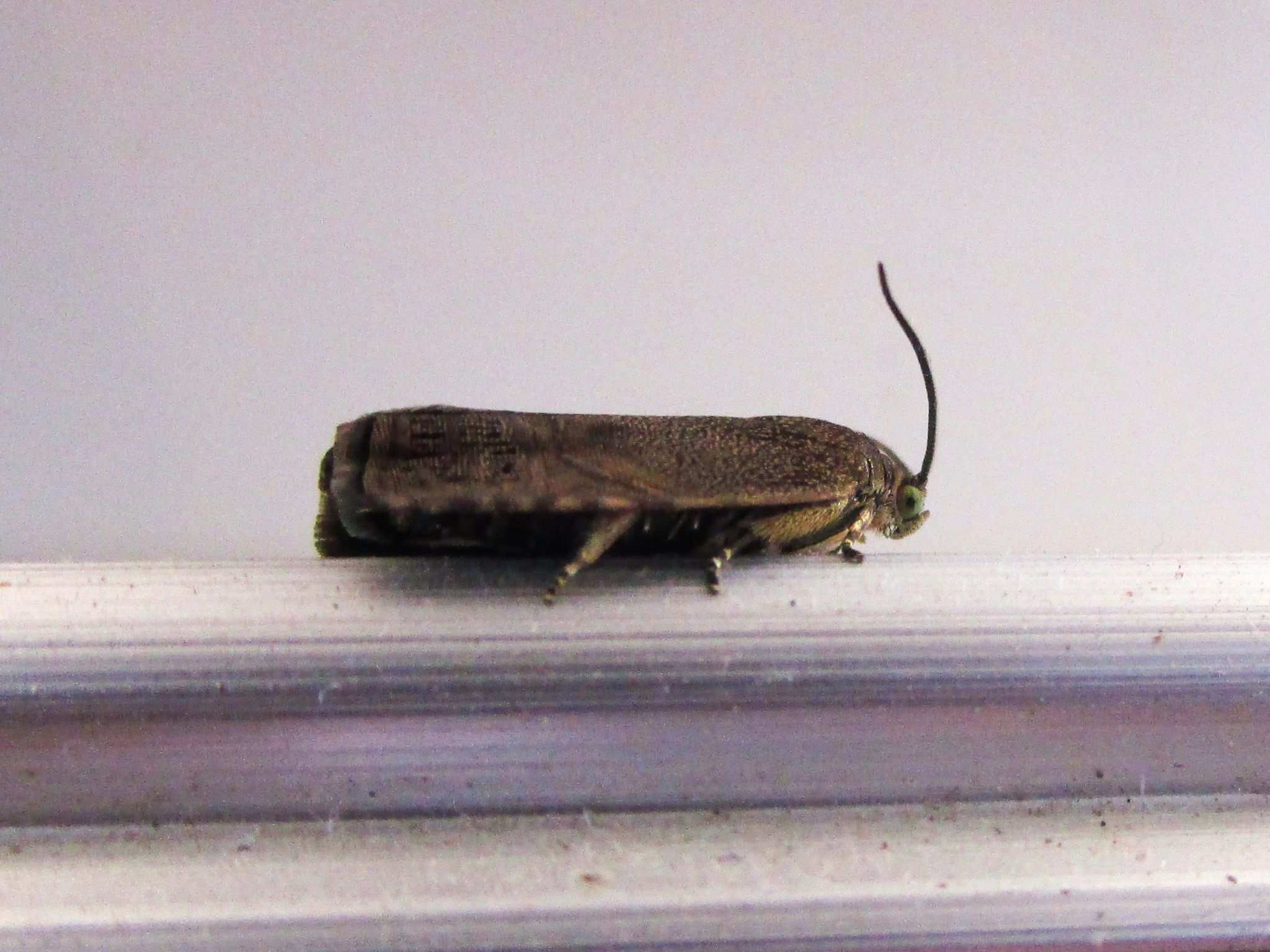 Cydia araucariae