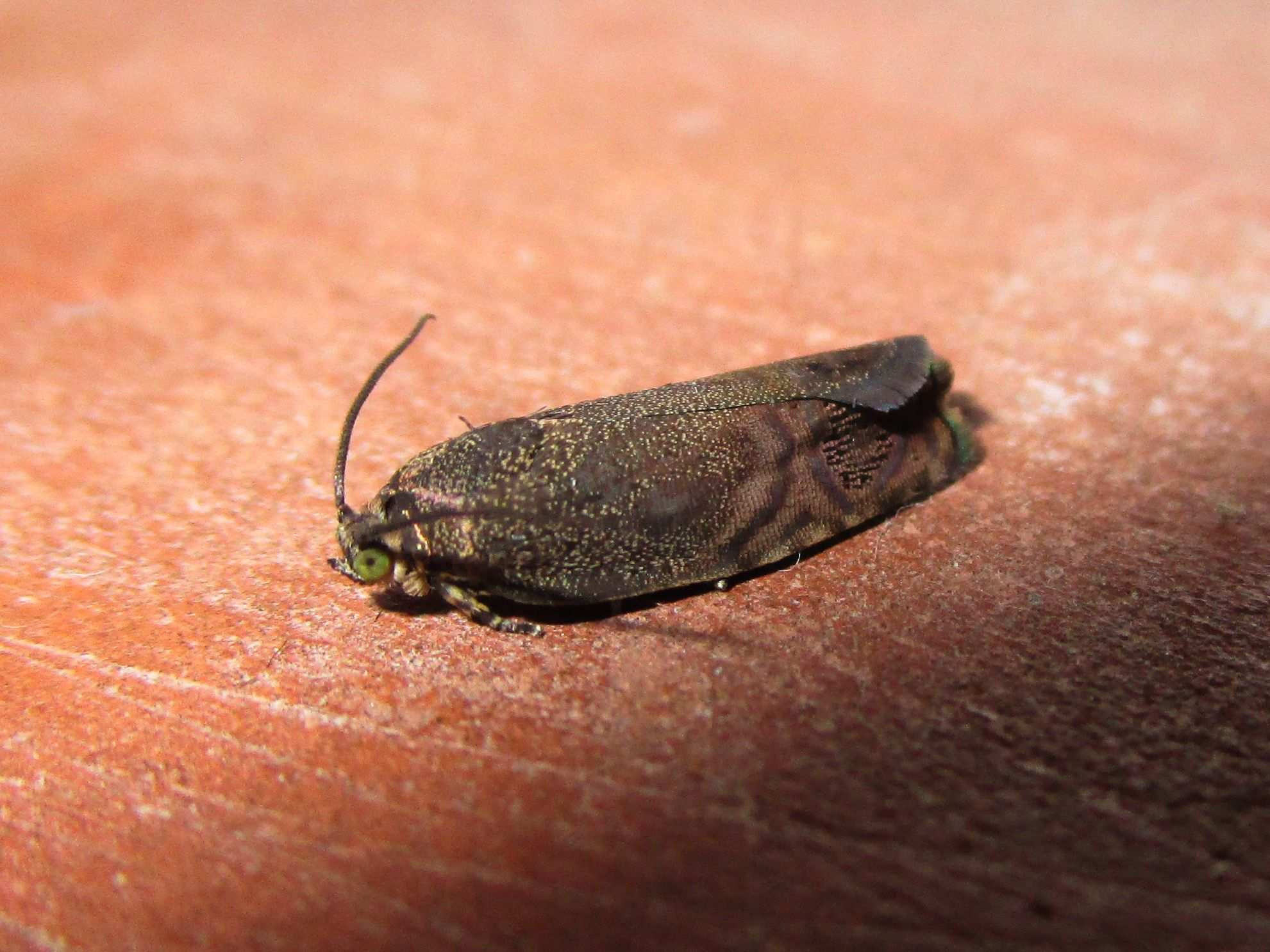 Cydia araucariae