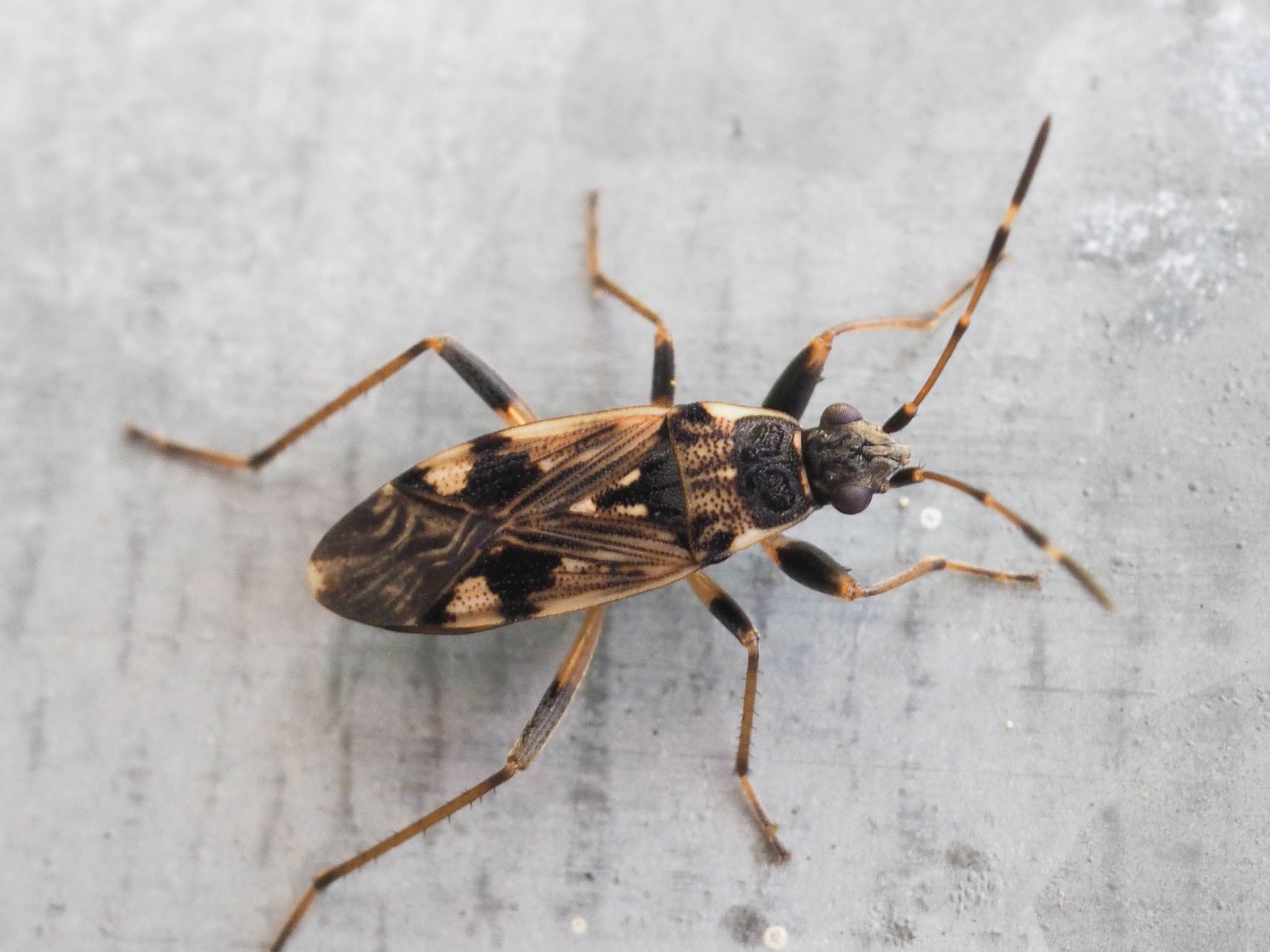Beosus