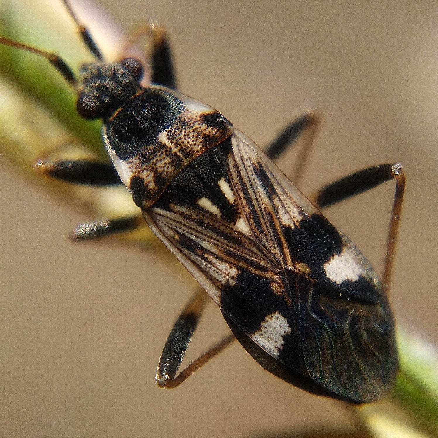 Beosus