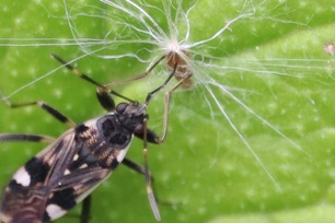 Beosus