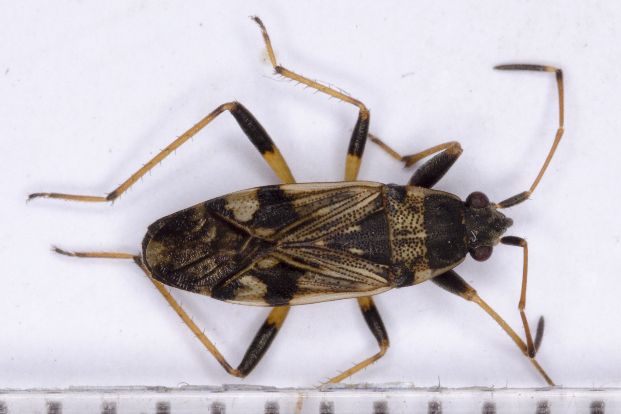 Beosus