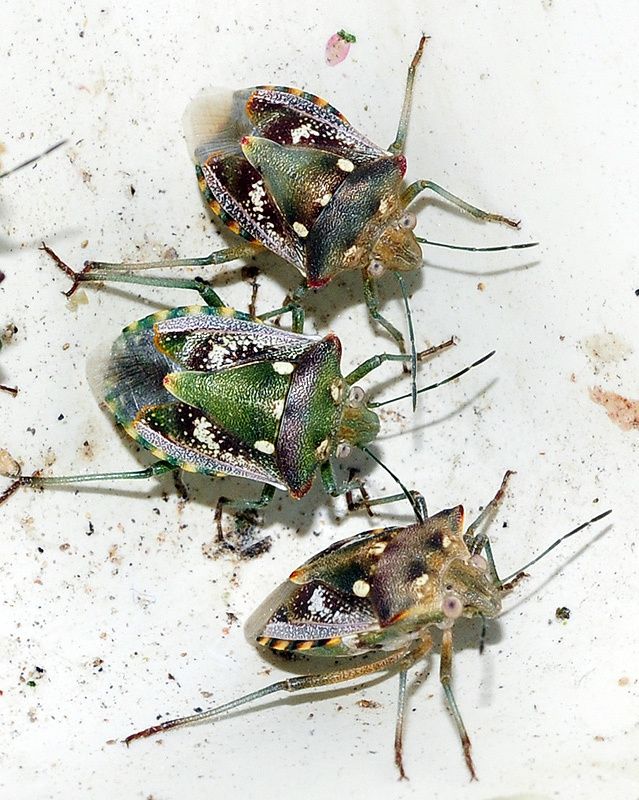Chroantha ornatula