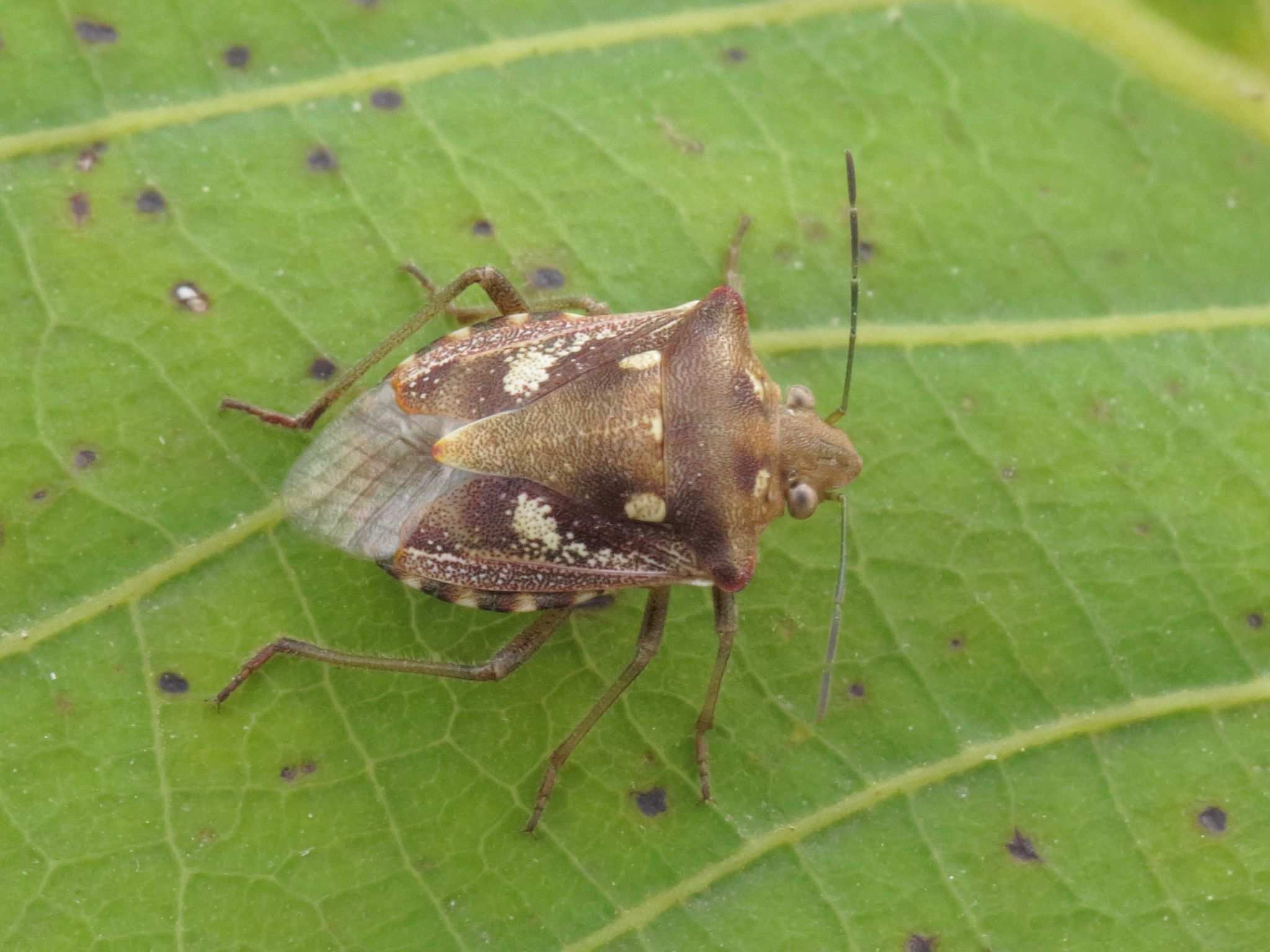 Chroantha ornatula