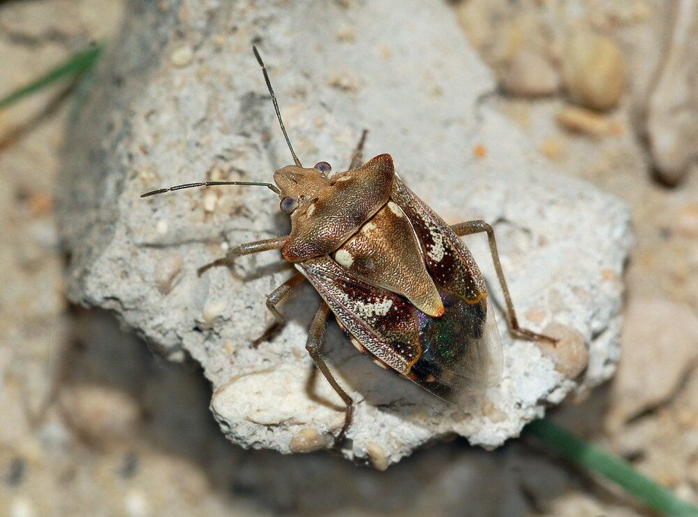 Chroantha ornatula