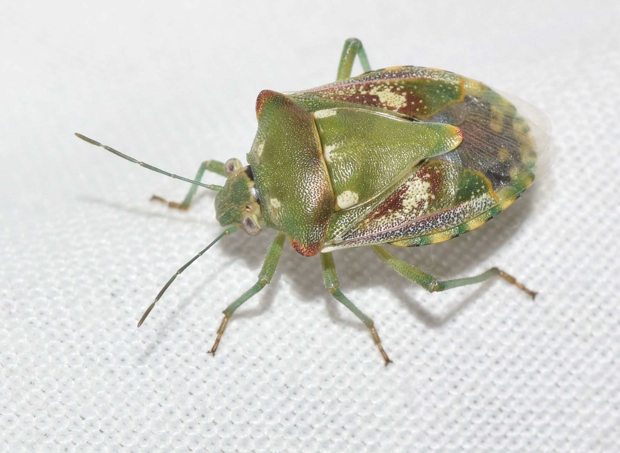 Chroantha ornatula