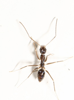 Paratrechina longicornis
