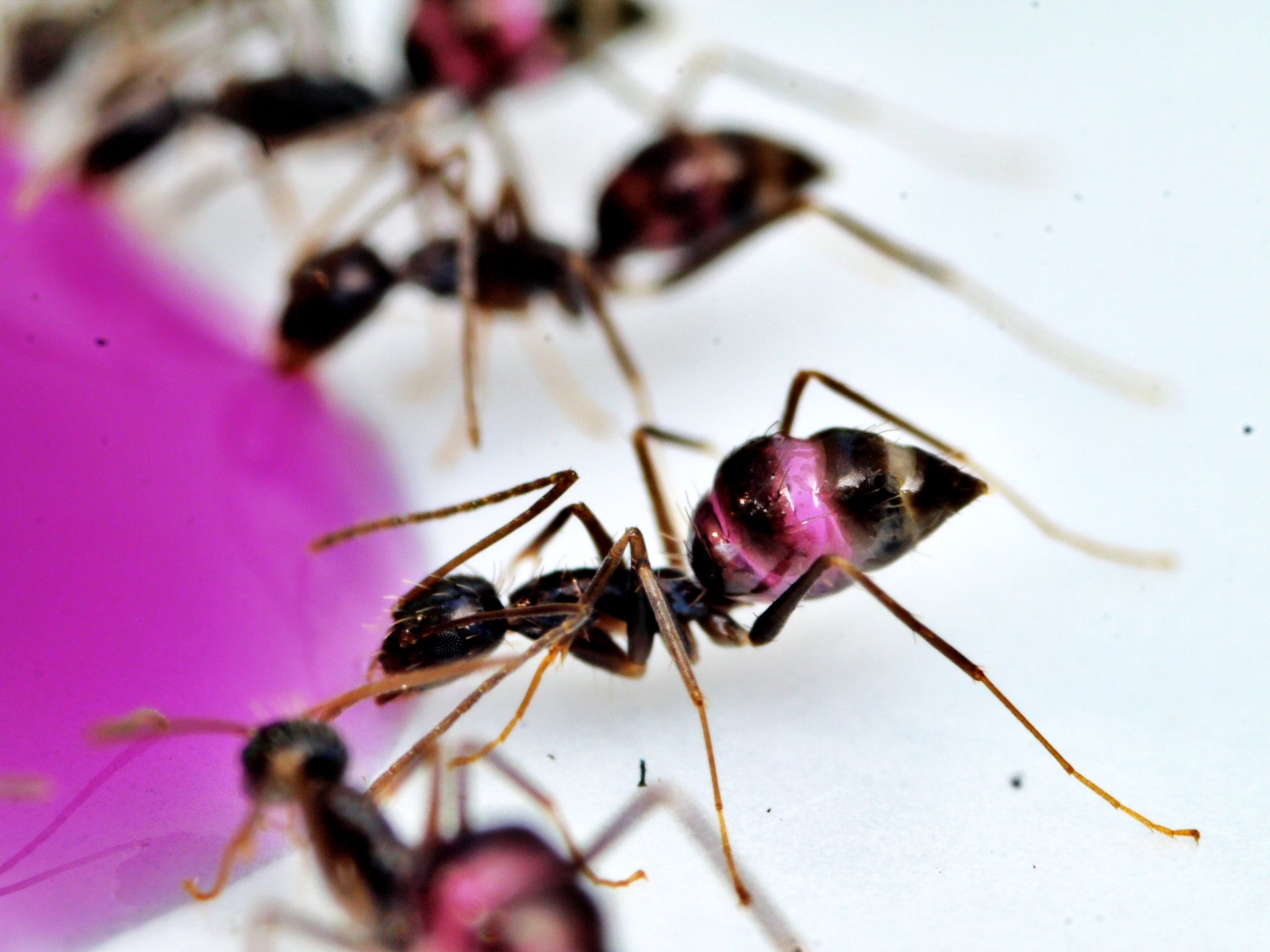 Paratrechina longicornis
