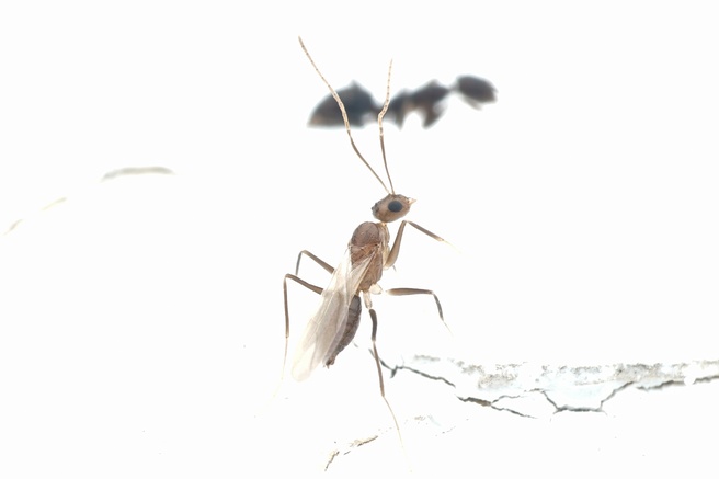 Paratrechina longicornis