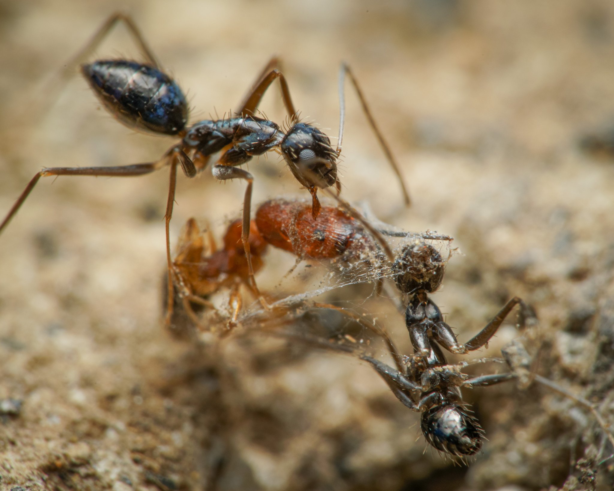 Paratrechina longicornis