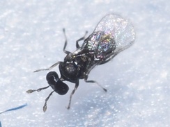 Ophelimus maskelli
