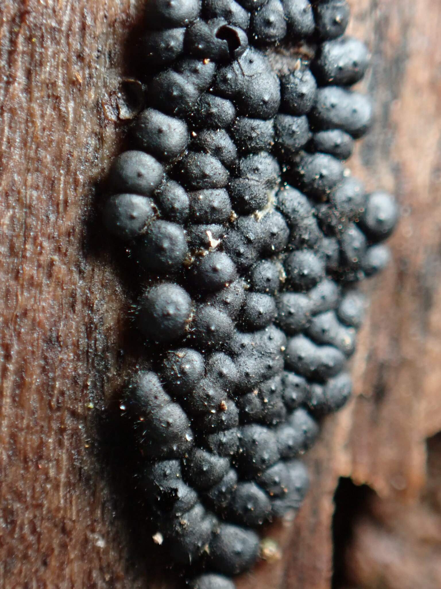 Rosellinia subiculata