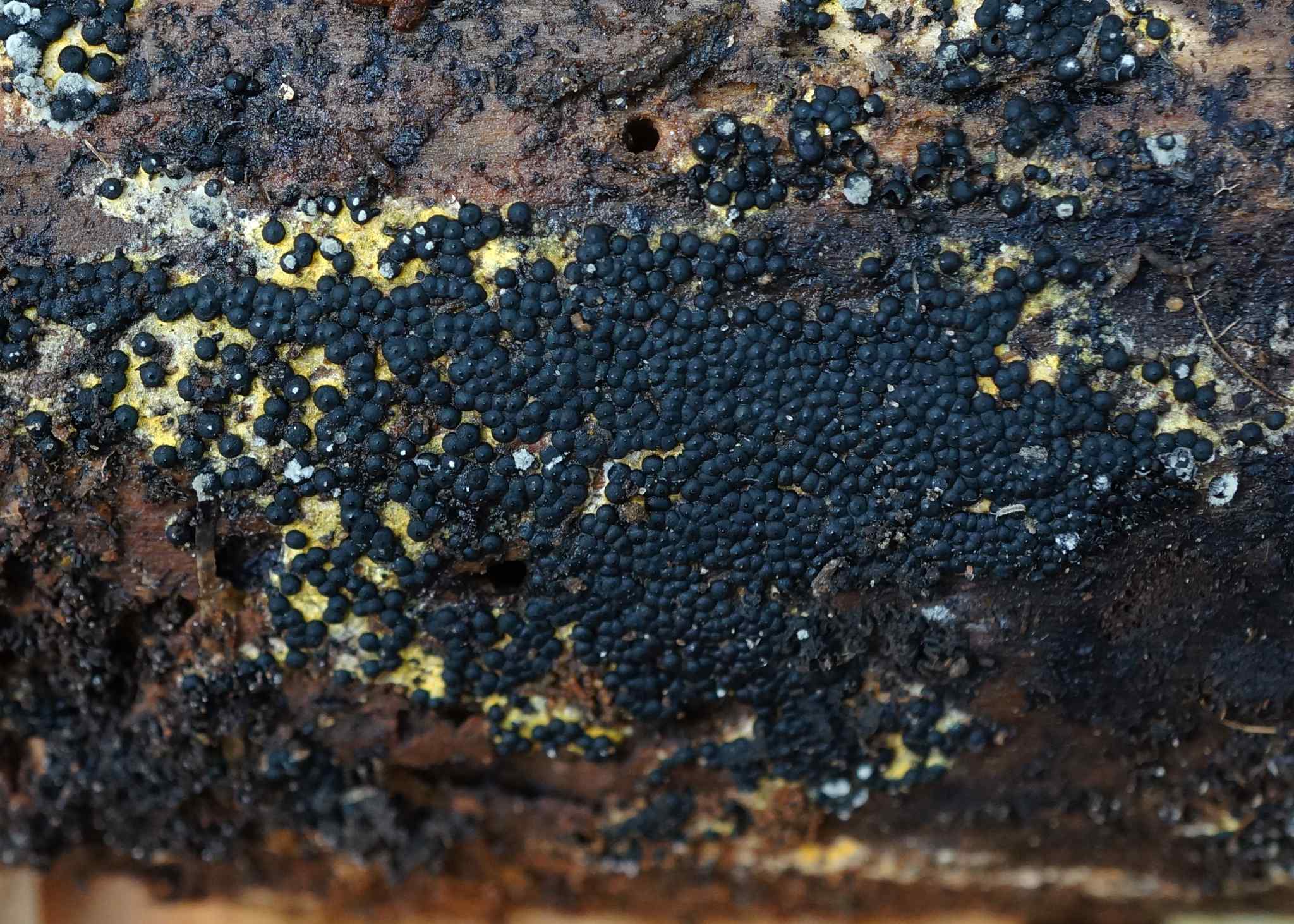 Rosellinia subiculata