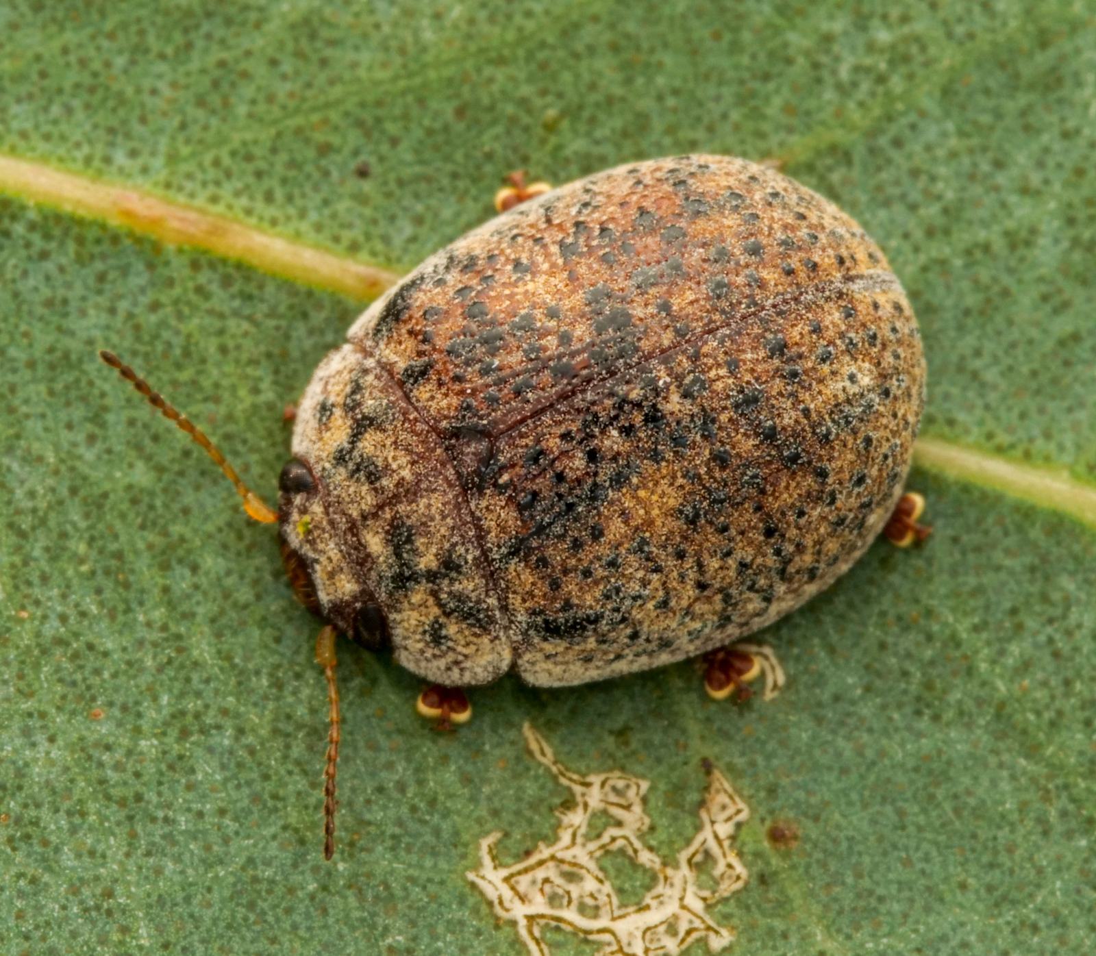 Trachymela sloanei