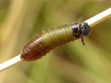 Trachymela sloanei