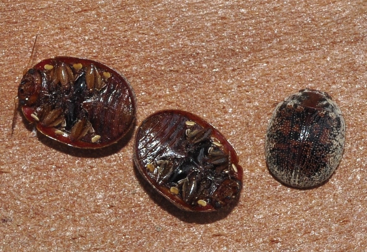 Trachymela sloanei