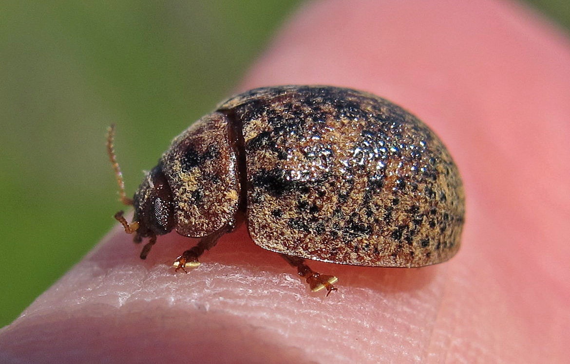 Trachymela sloanei