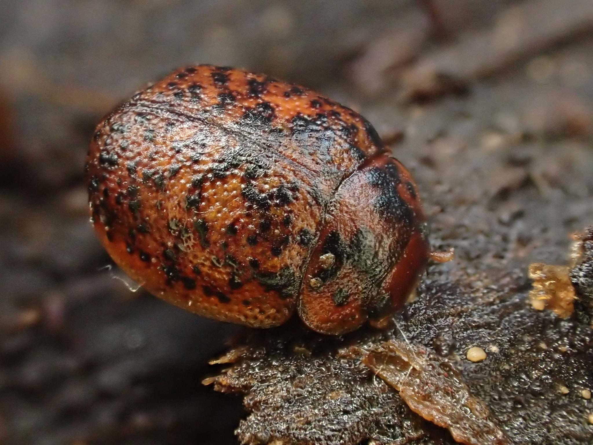 Trachymela sloanei