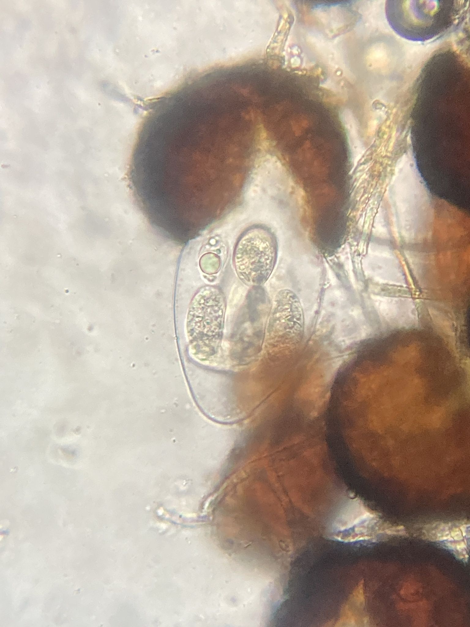 Podosphaera aphanis