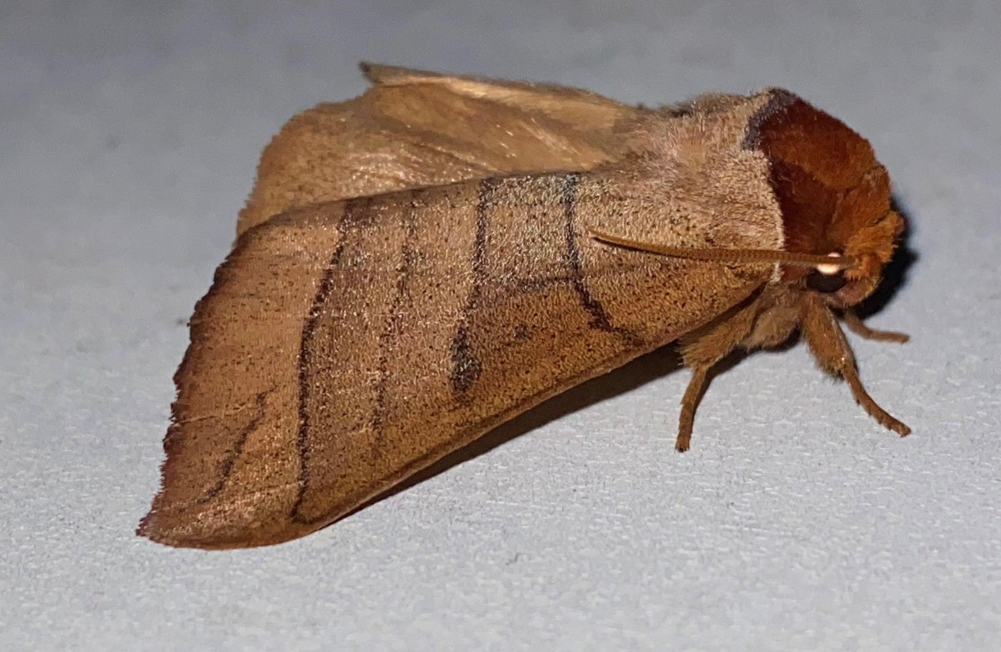 Datana major