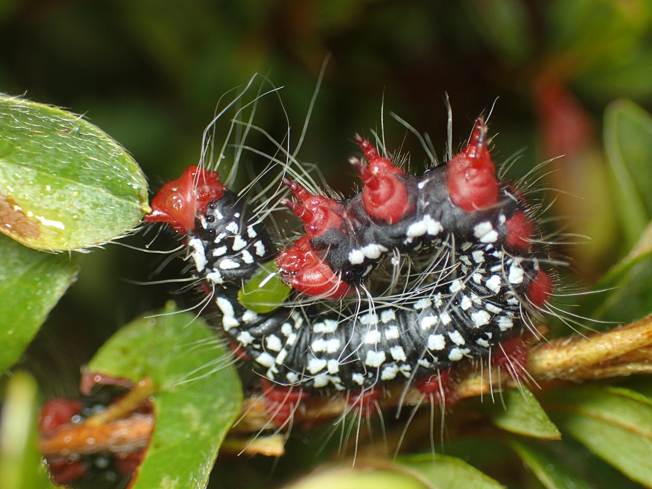 Datana major