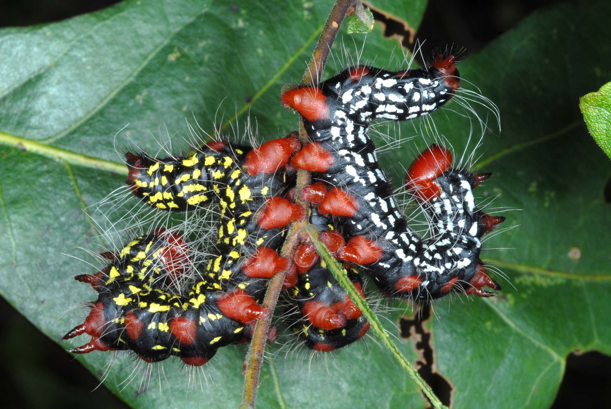 Datana major