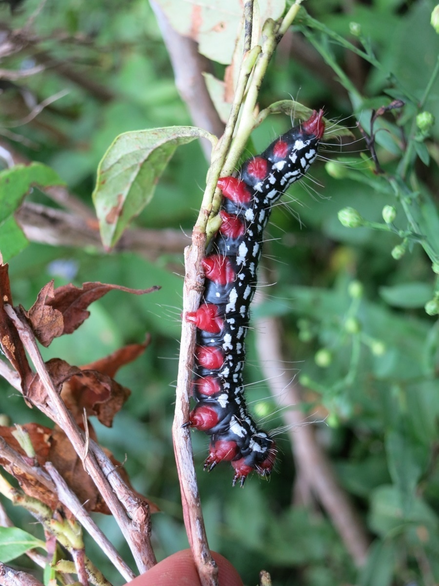 Datana major