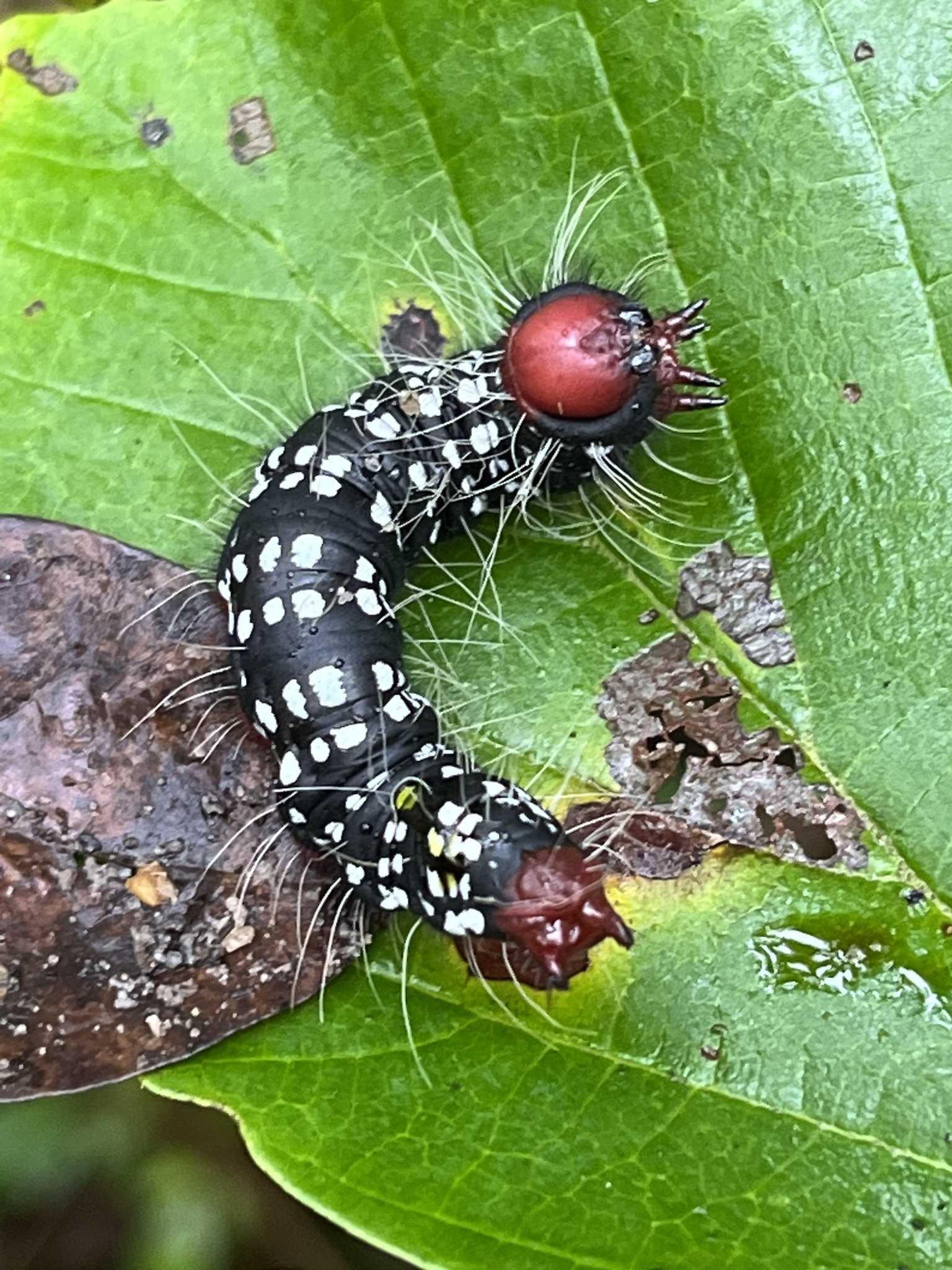 Datana major