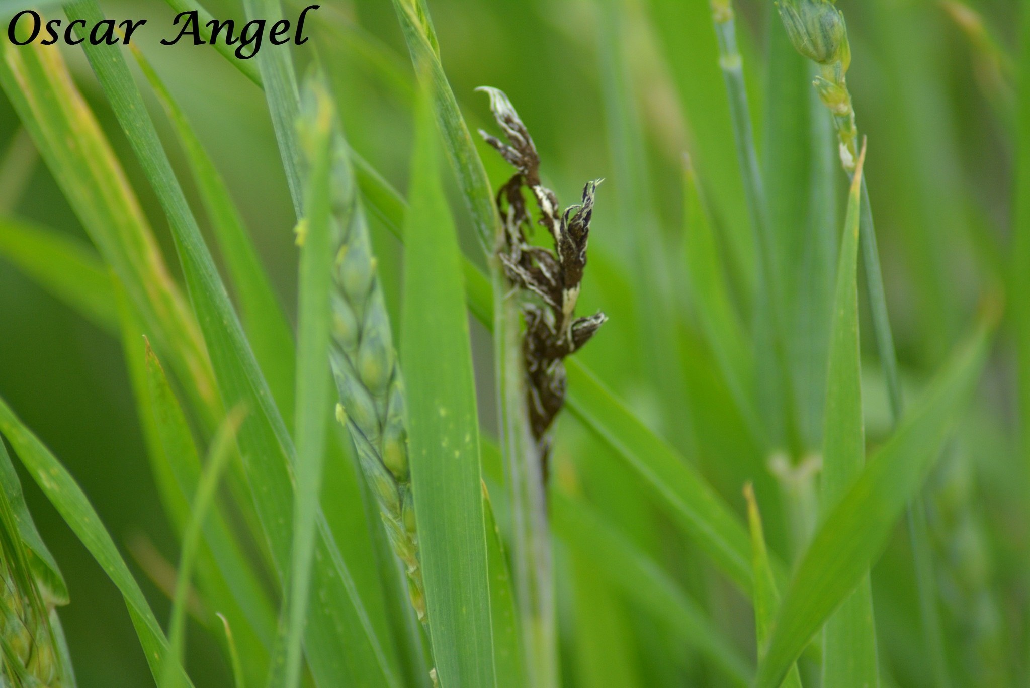 Ustilago tritici