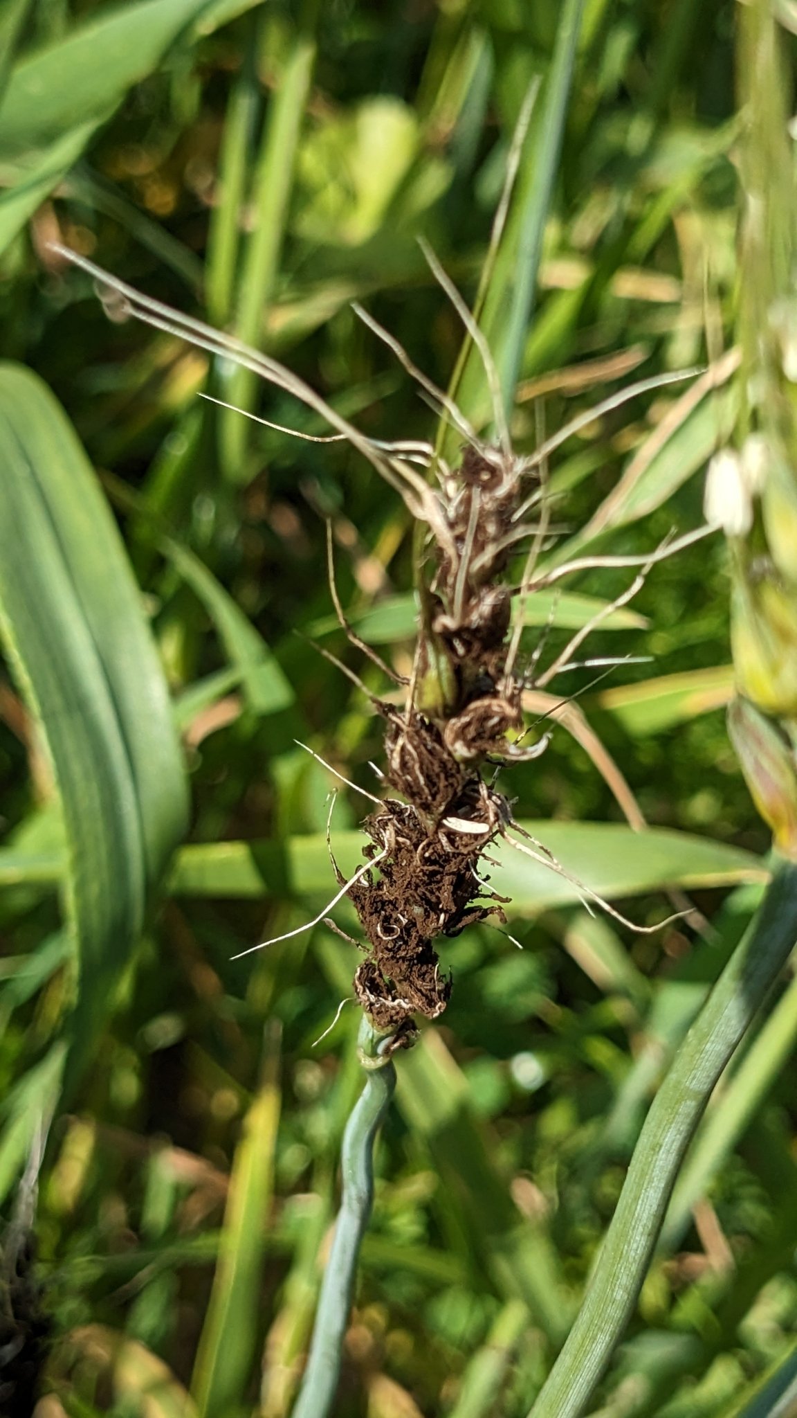 Ustilago tritici
