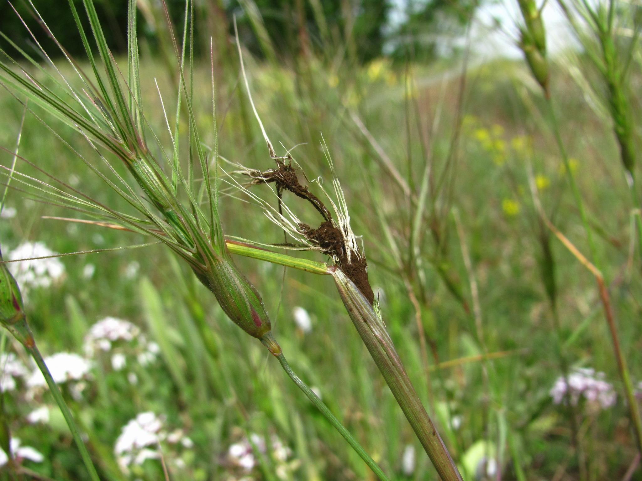 Ustilago tritici