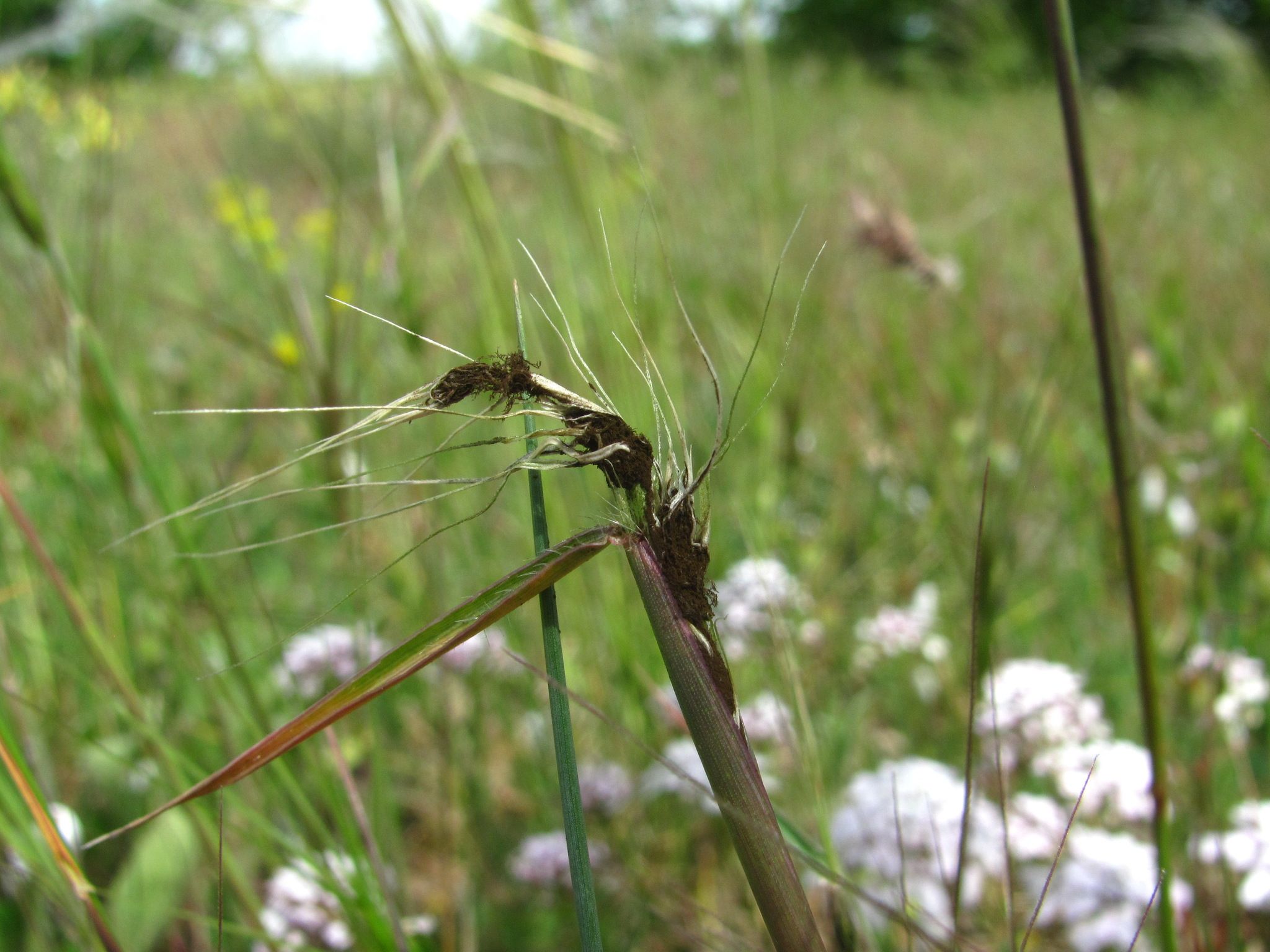 Ustilago tritici
