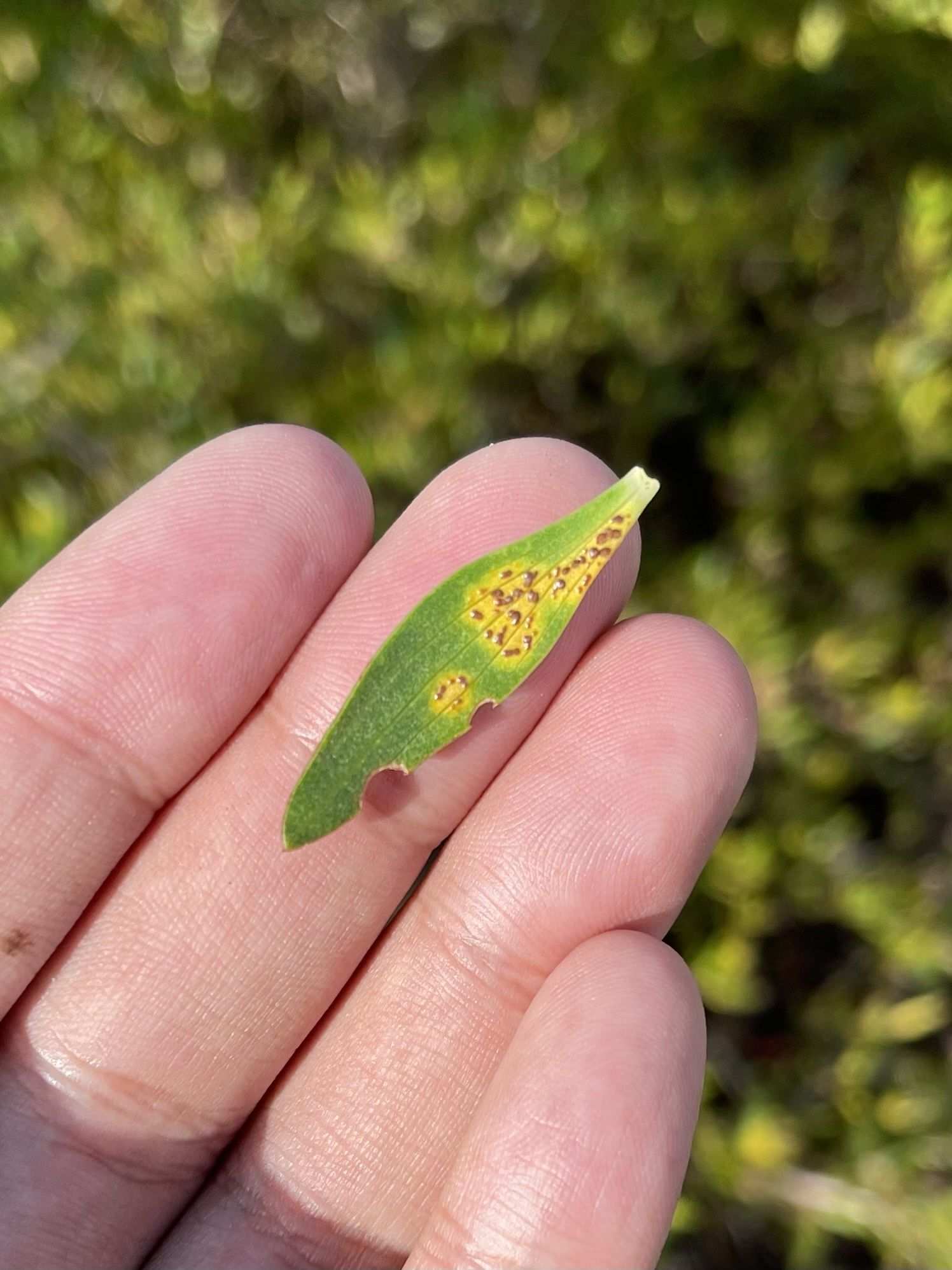 Puccinia lateritia