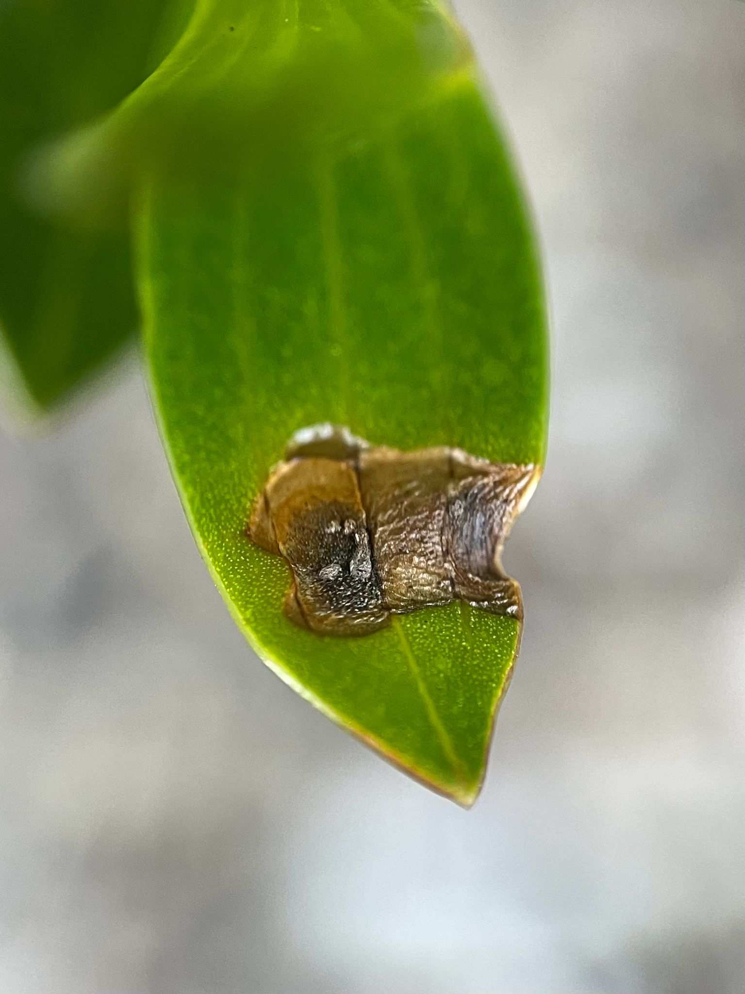 Puccinia lateritia