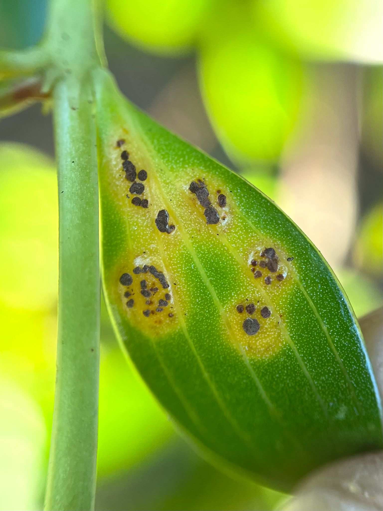 Puccinia lateritia
