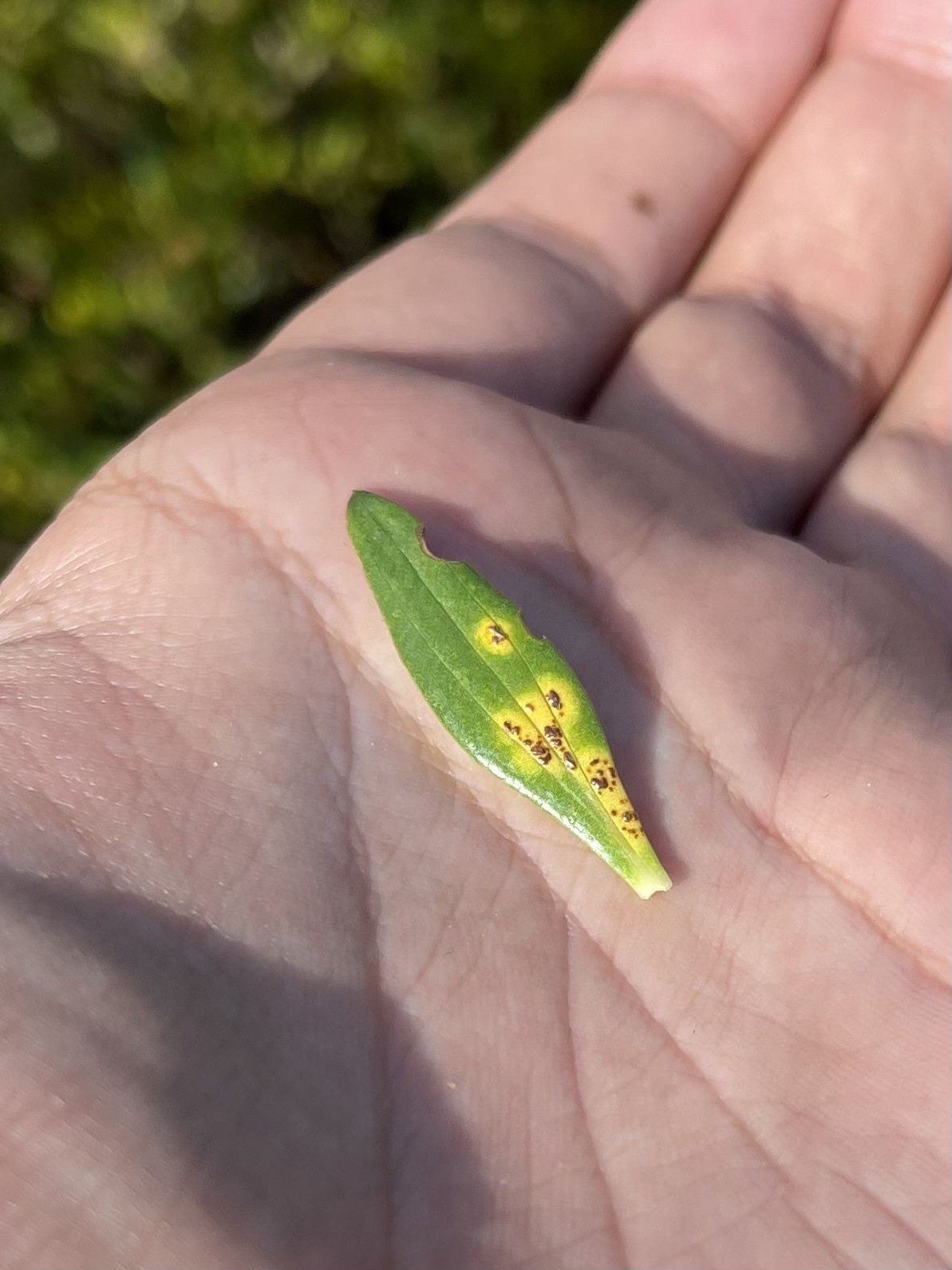 Puccinia lateritia