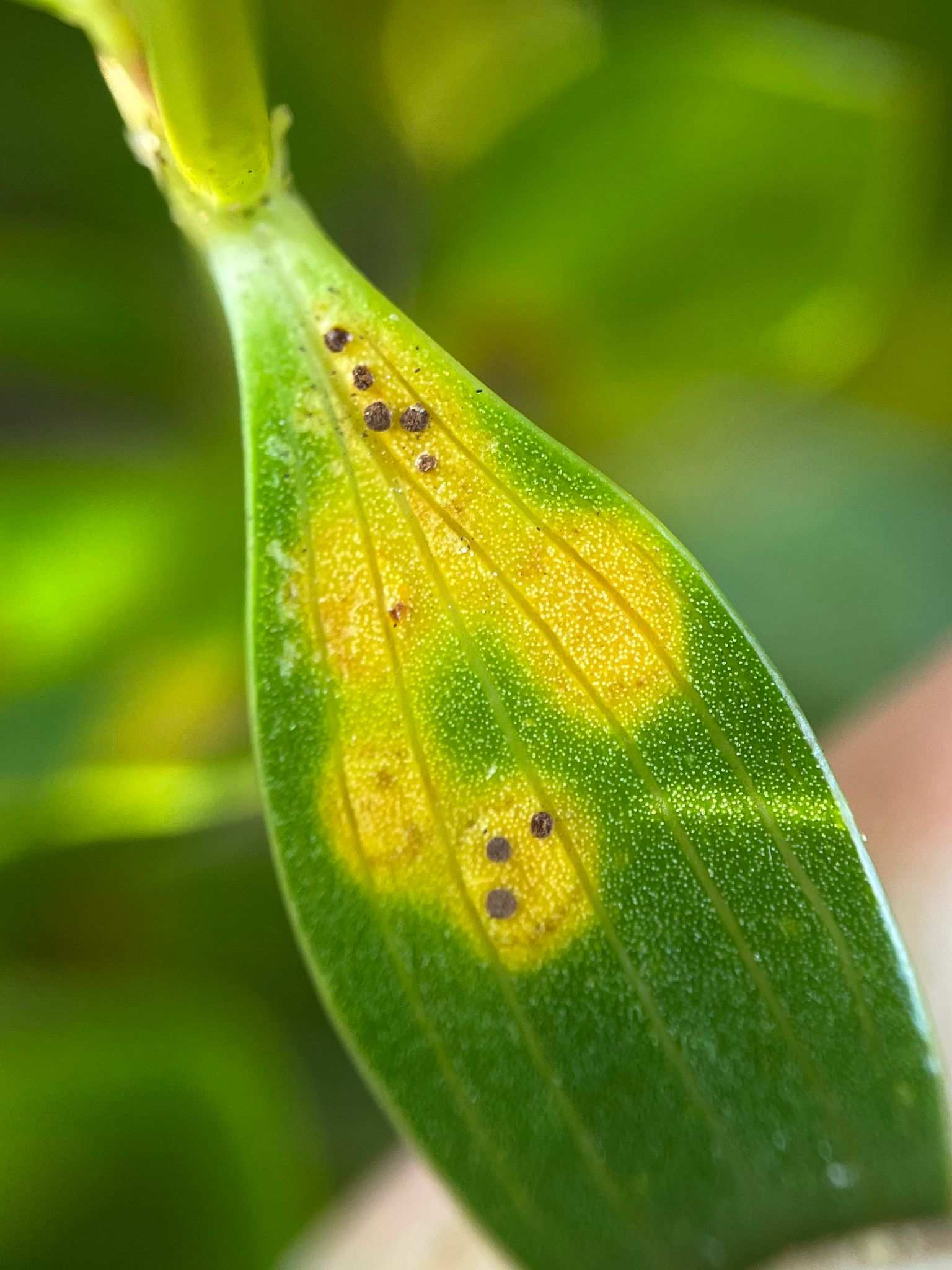 Puccinia lateritia