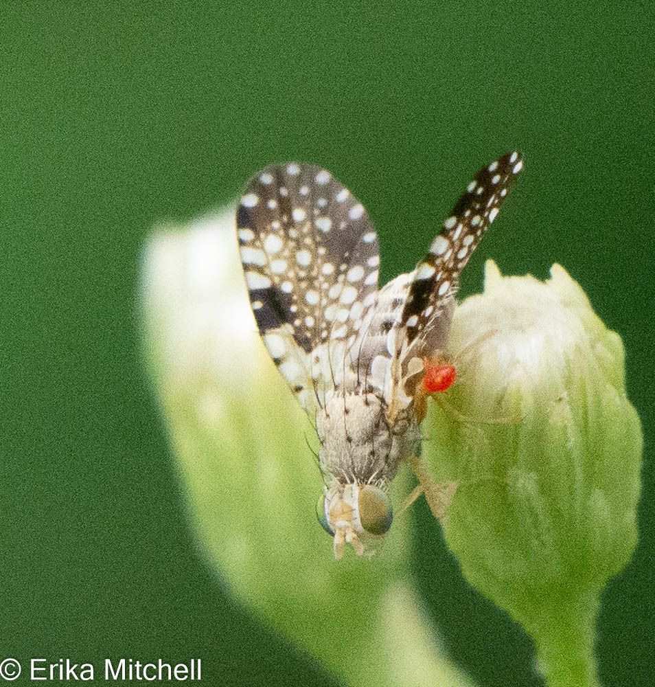 Campiglossa albiceps