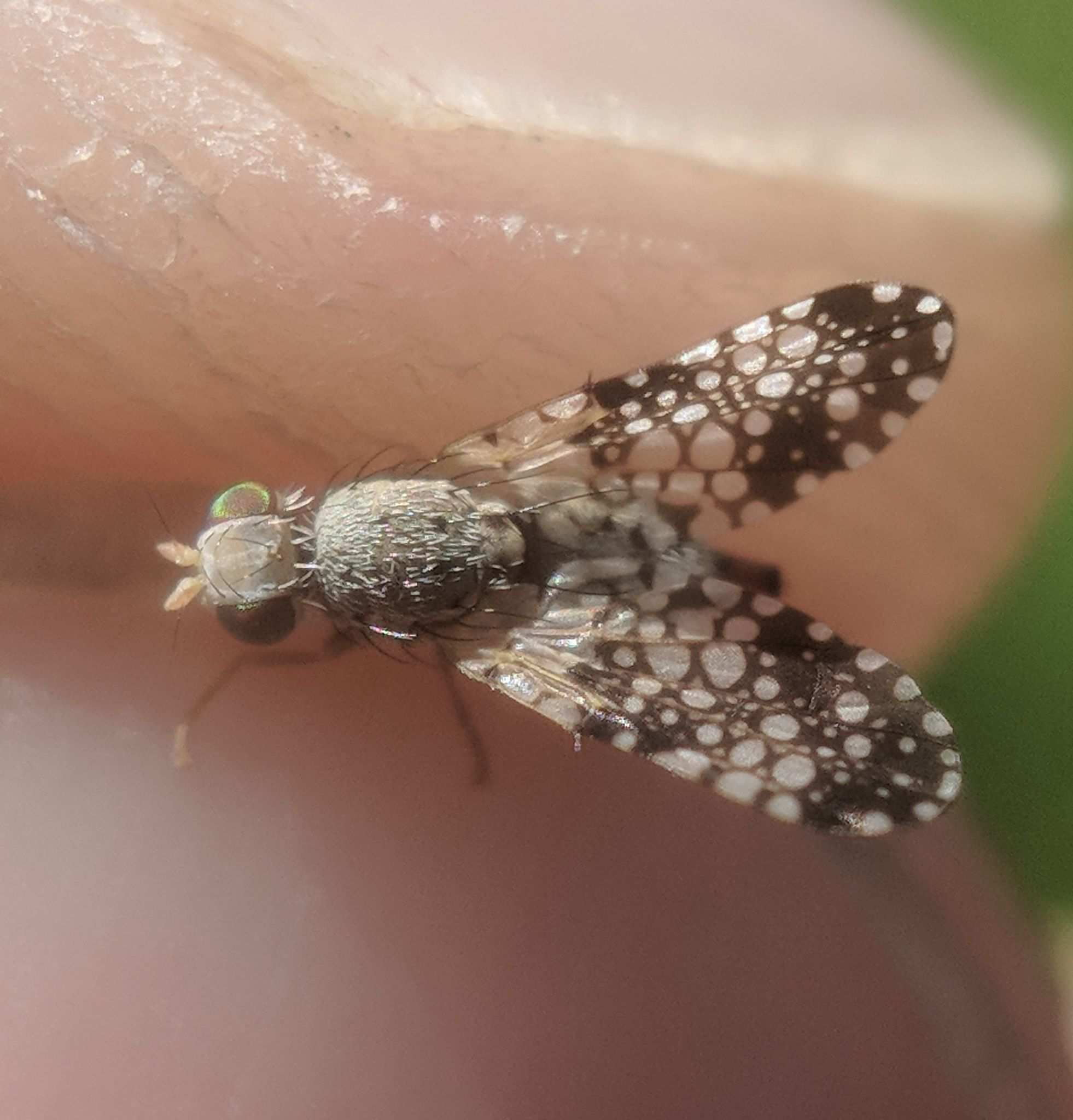 Campiglossa albiceps