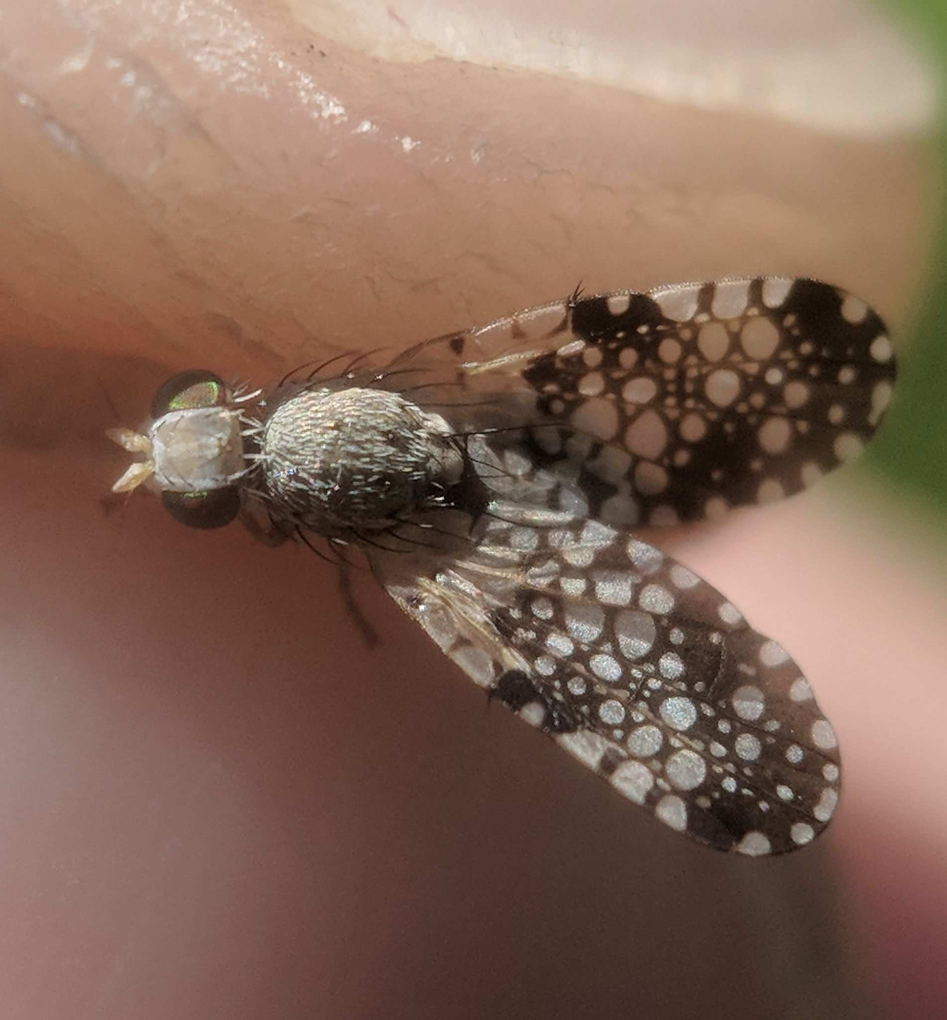 Campiglossa albiceps