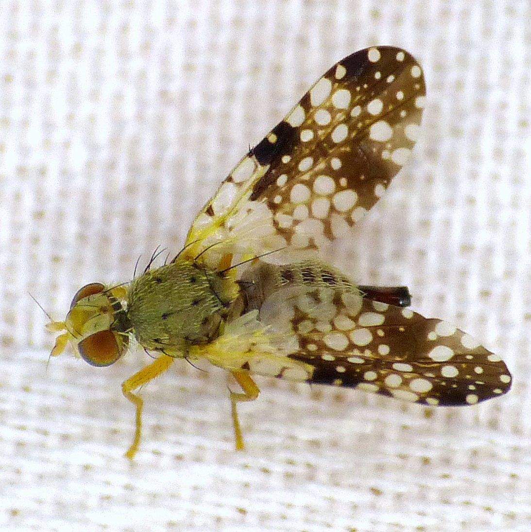 Campiglossa albiceps