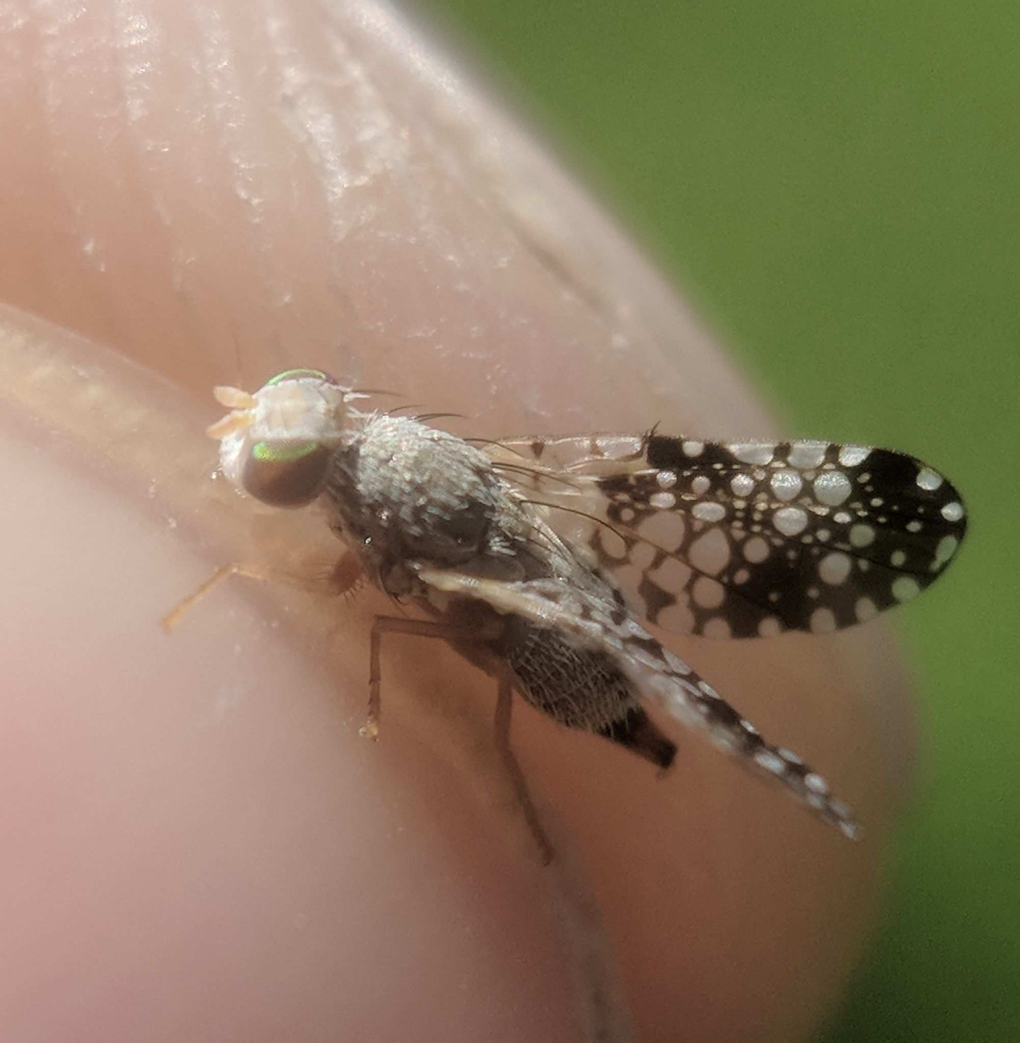 Campiglossa albiceps
