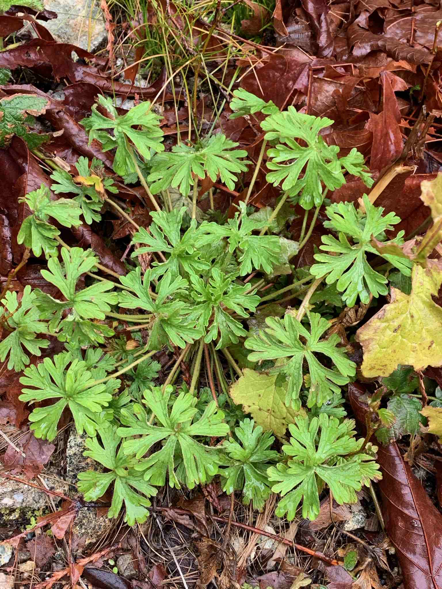 Geranium dissectum