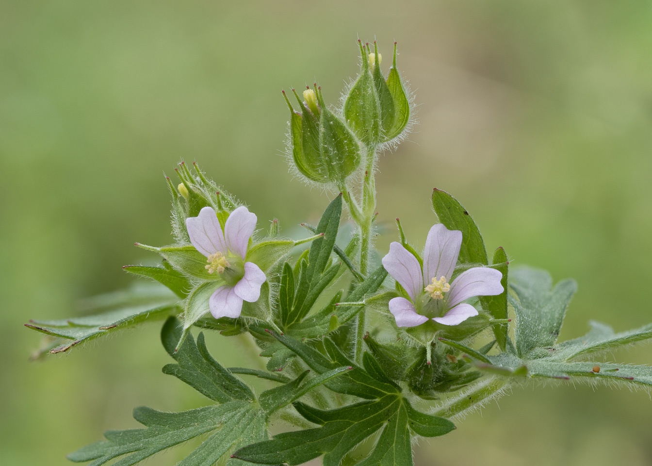 Geranium dissectum