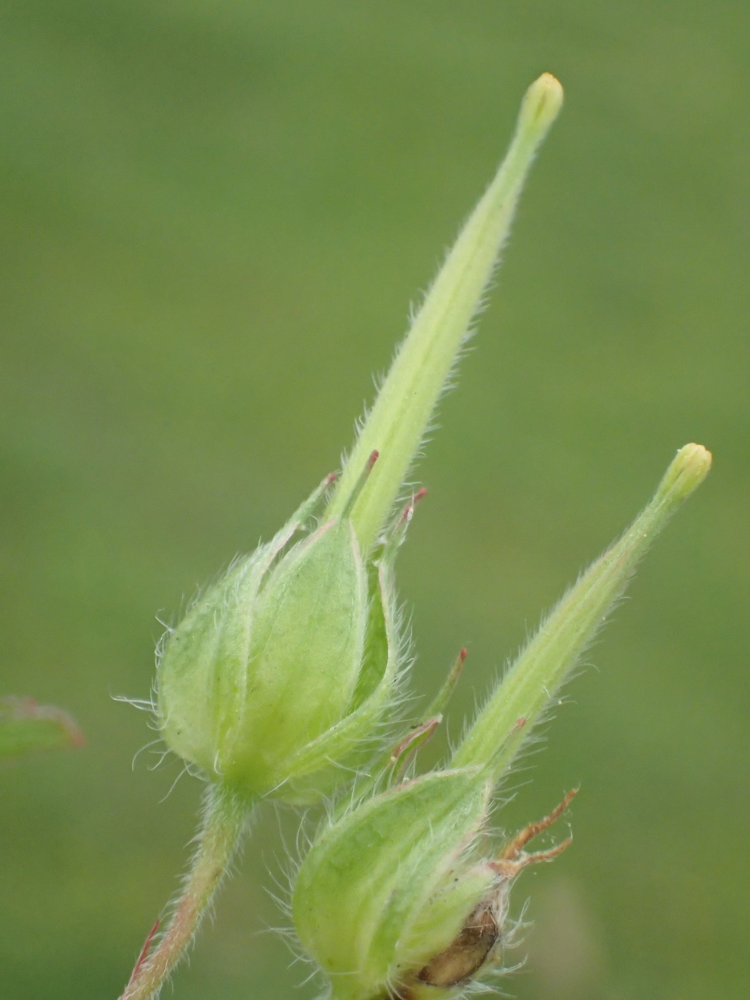 Geranium dissectum