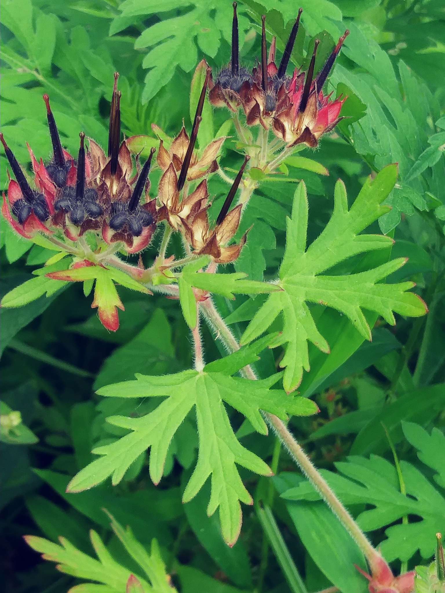 Geranium dissectum
