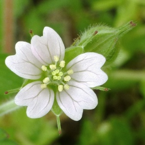 Geranium dissectum