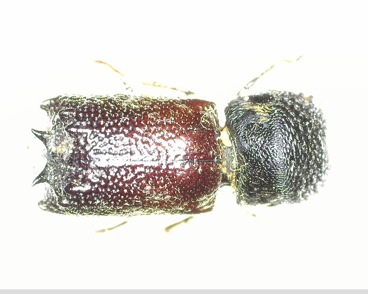 Sinoxylon perforans