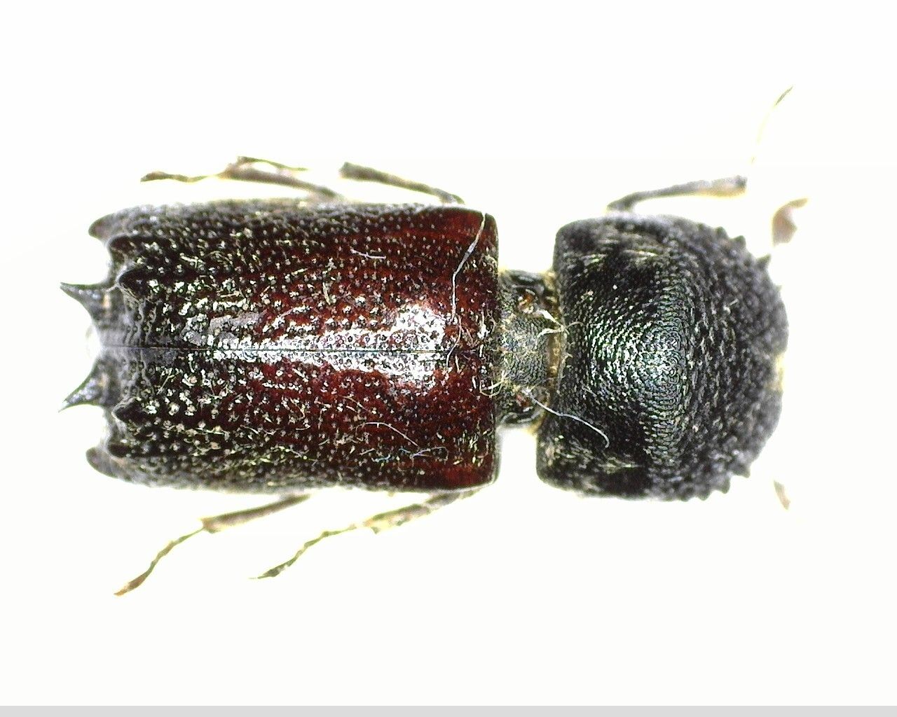 Sinoxylon perforans