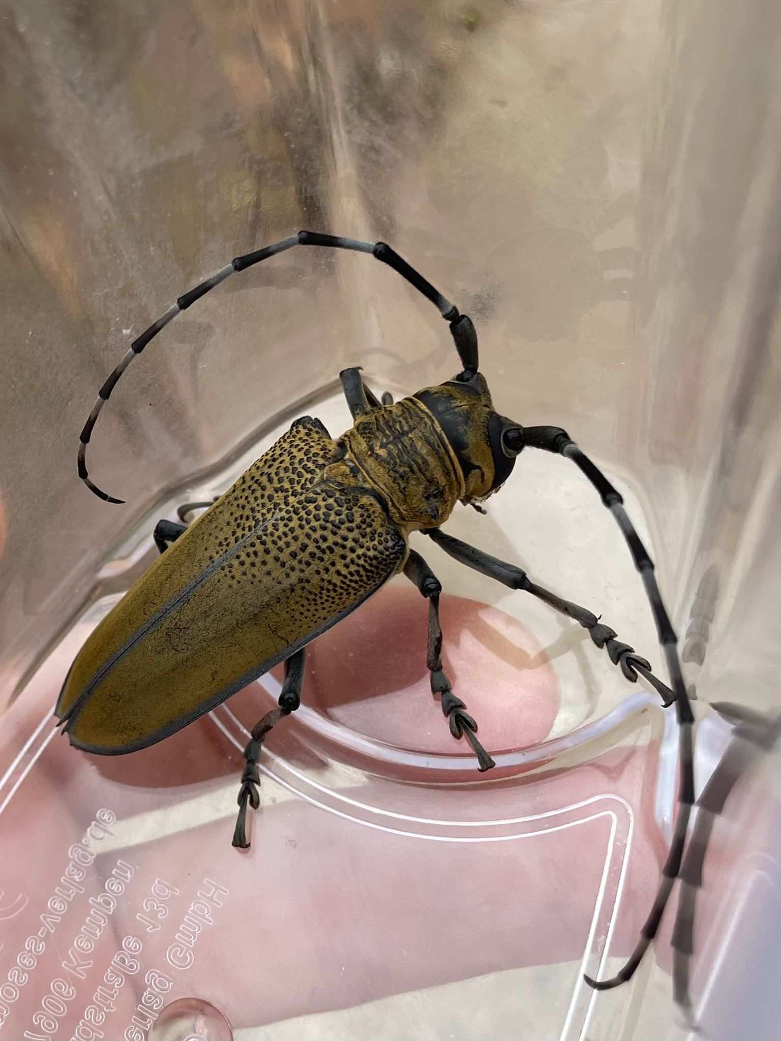 Apriona germarii